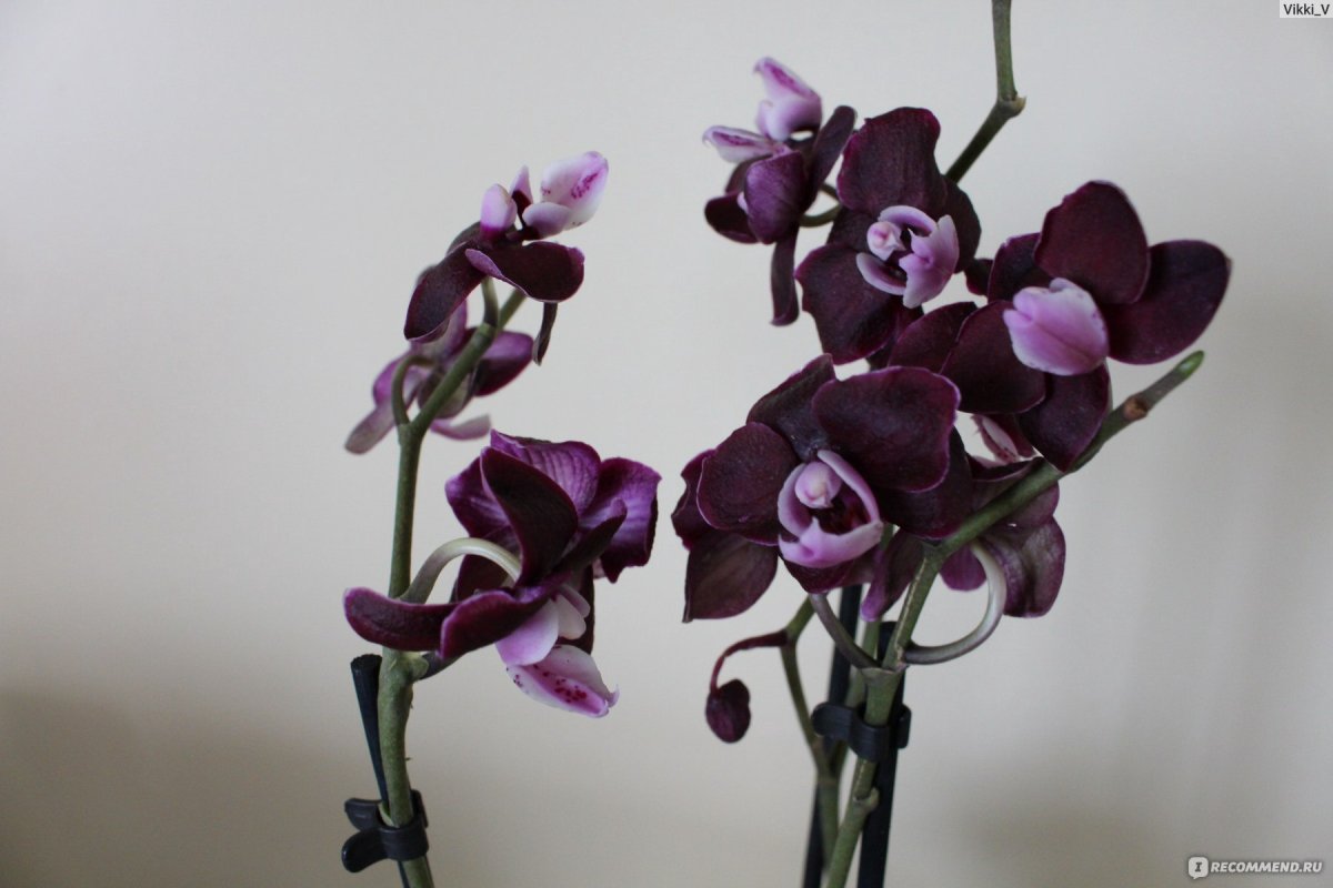 Фаленопсис дикий кот пелорик