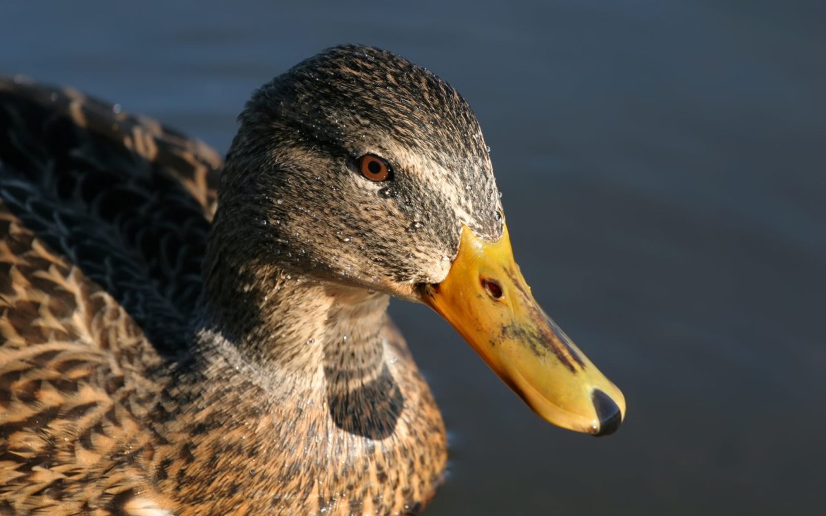 Морда утки
