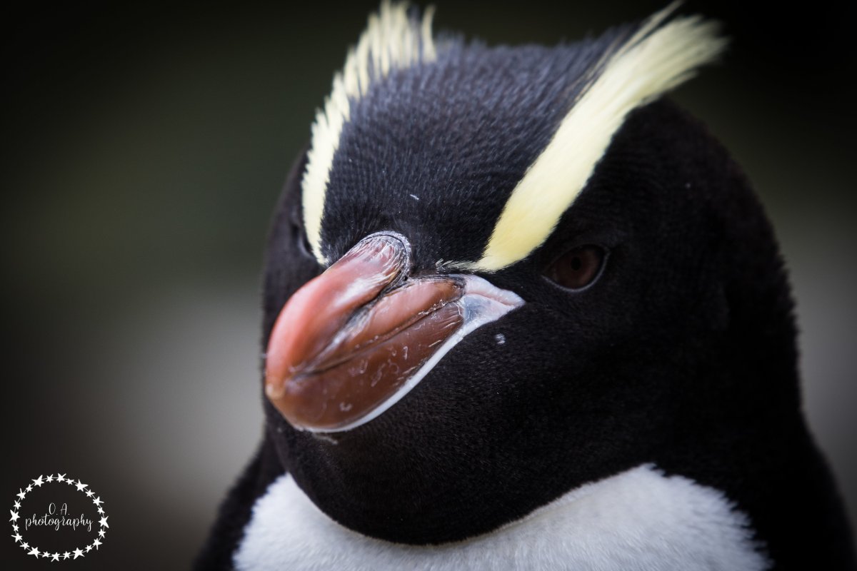 Пингвин Хохлач