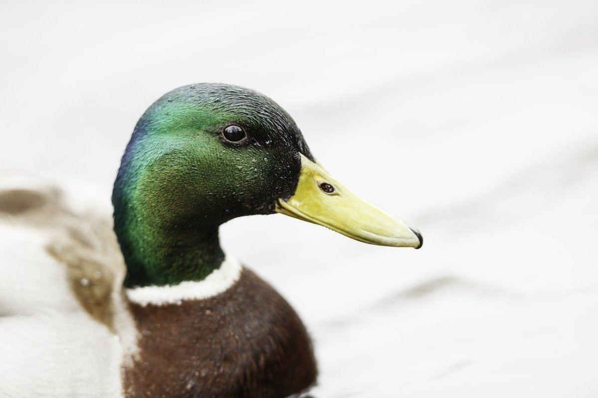 Кряква глаз