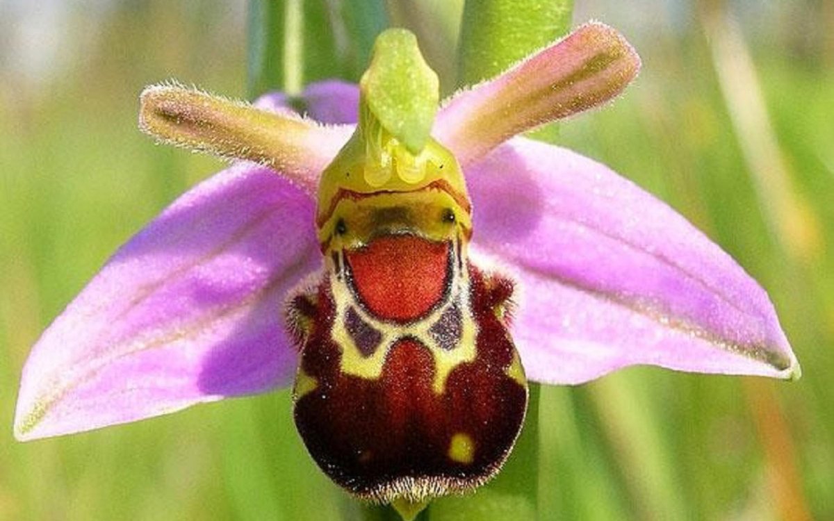 Сказочные кошки