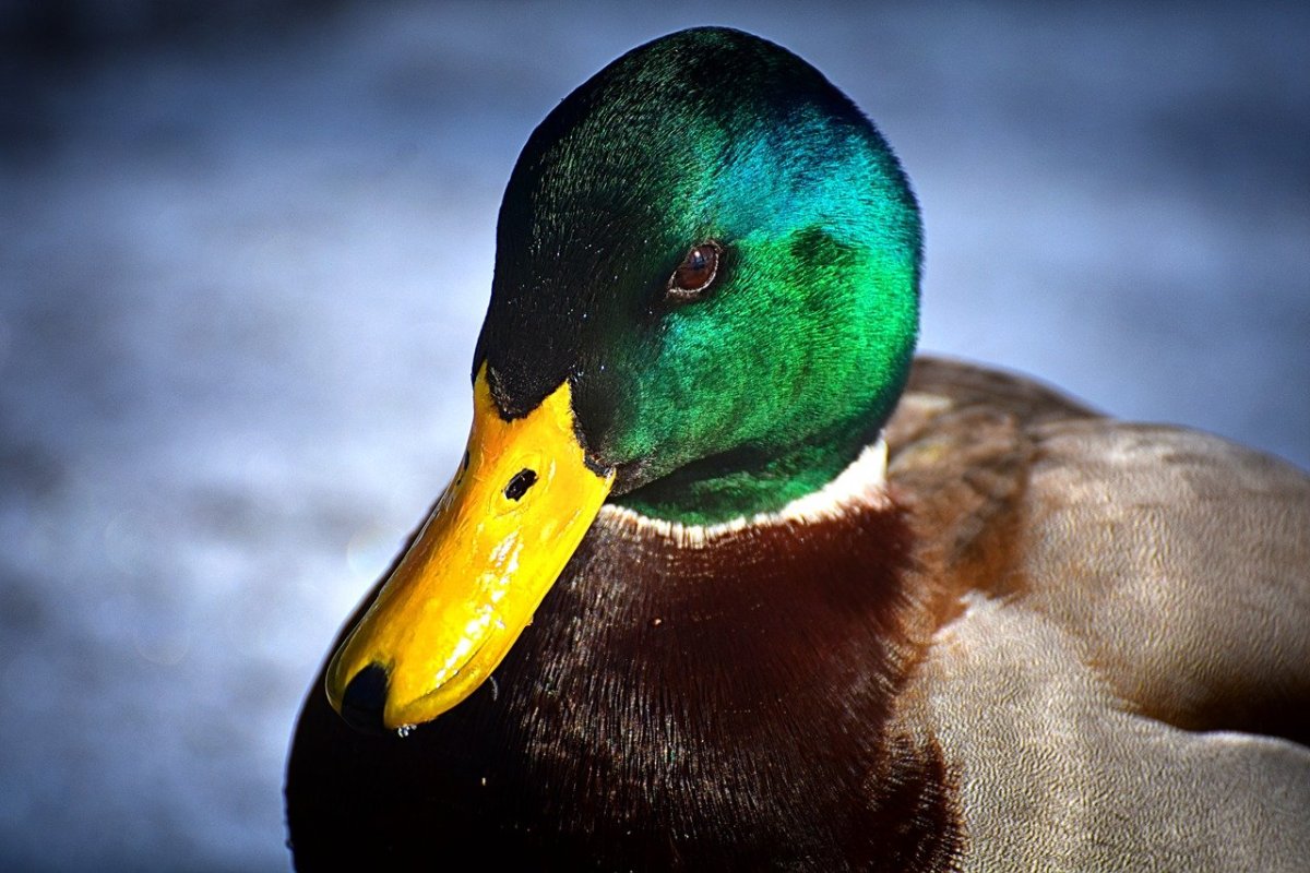 Глаза дикой утки