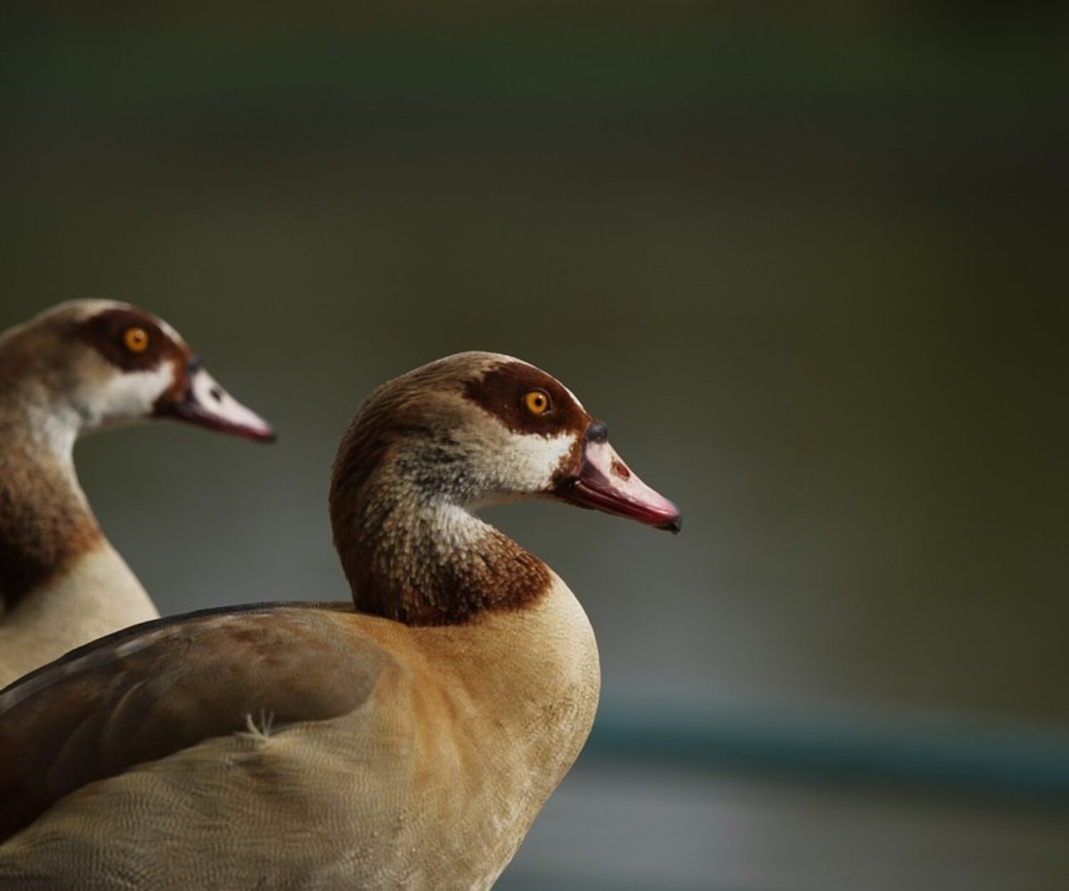 Каменный Гусь птица фото