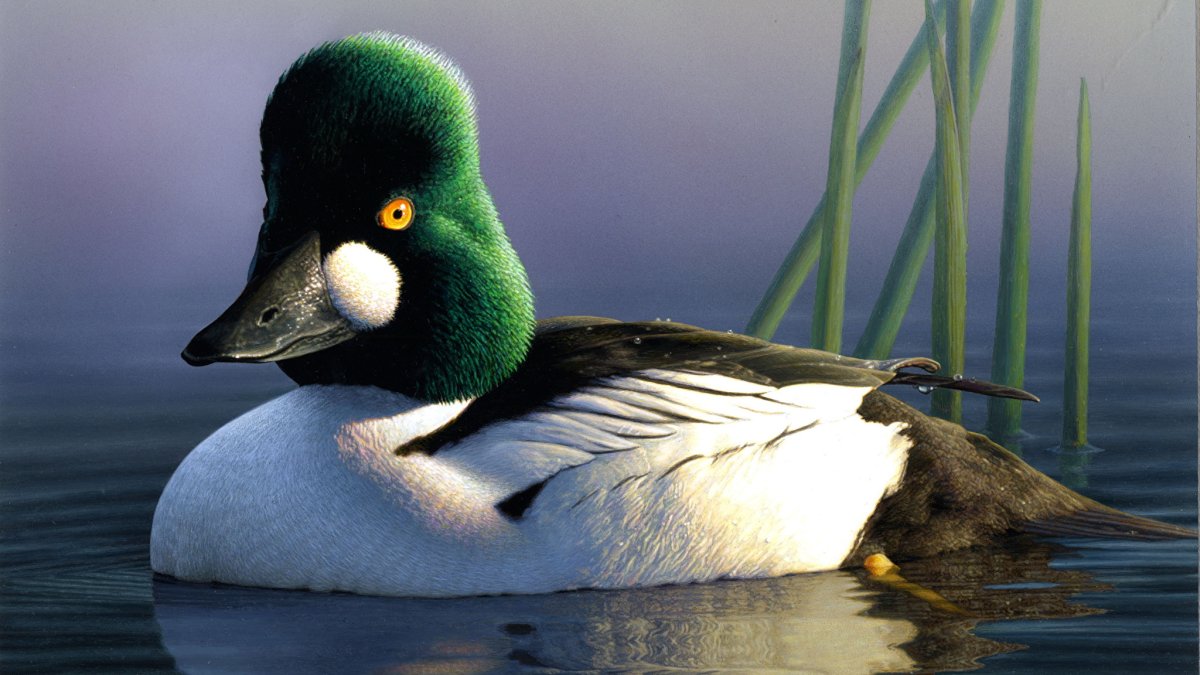 Гоголь птица