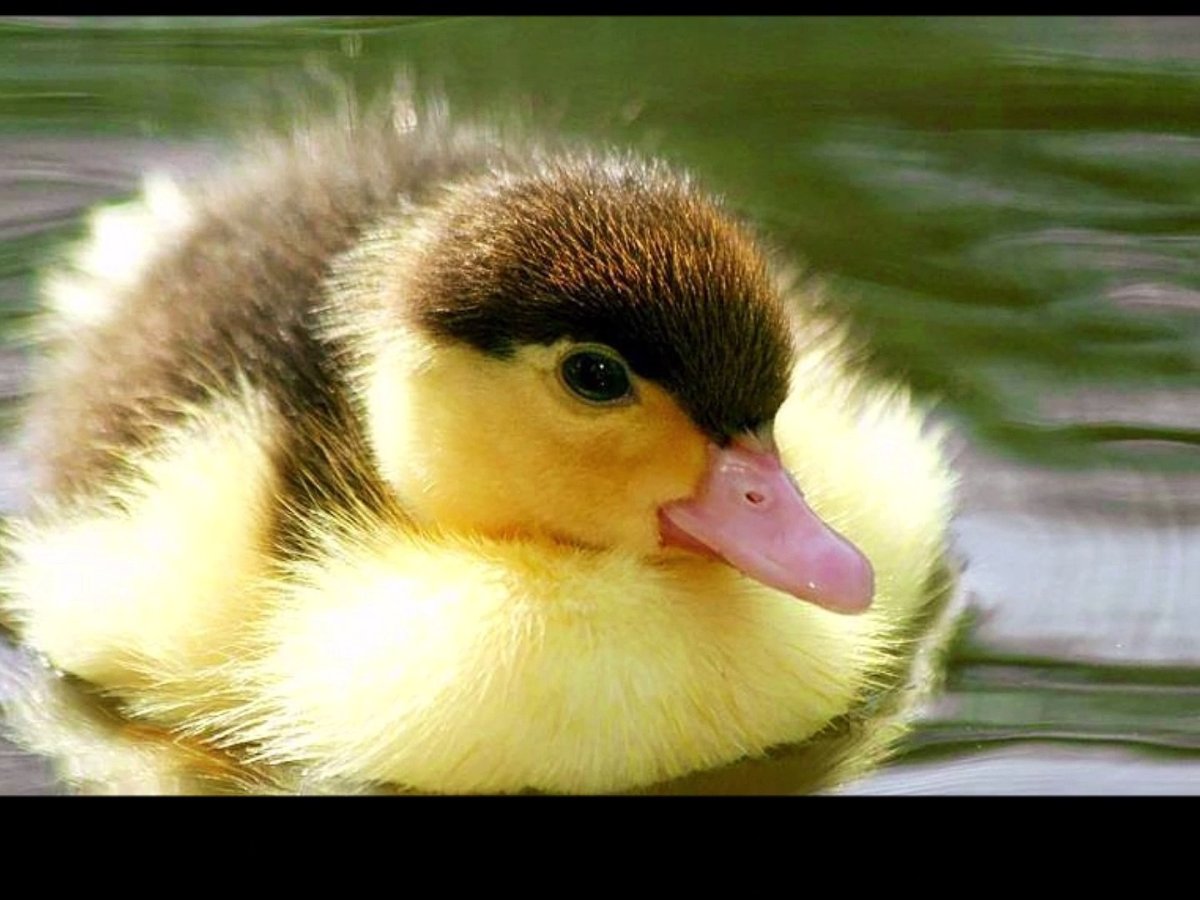 Любимая уточка