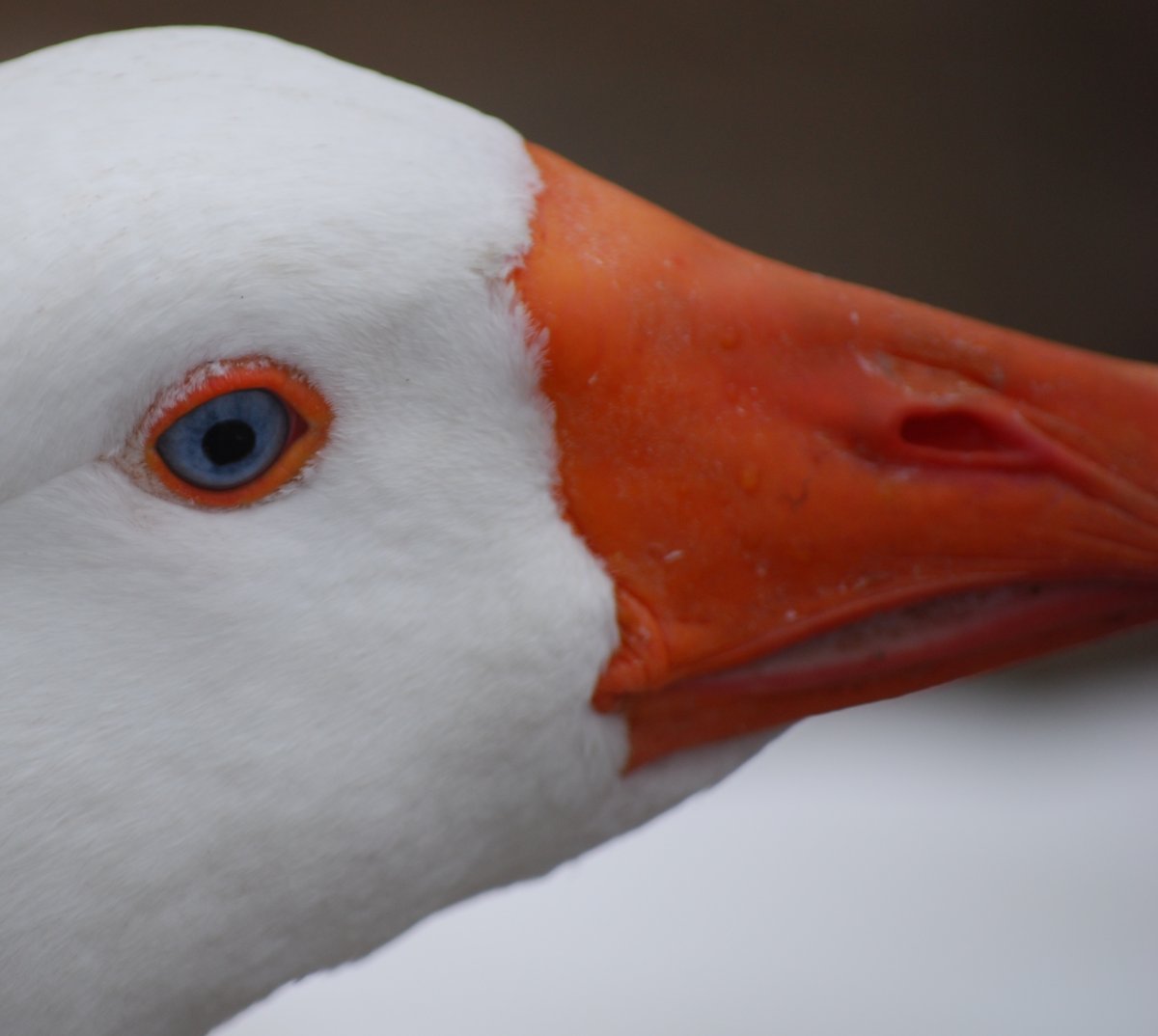 Голубоглазый Гусь