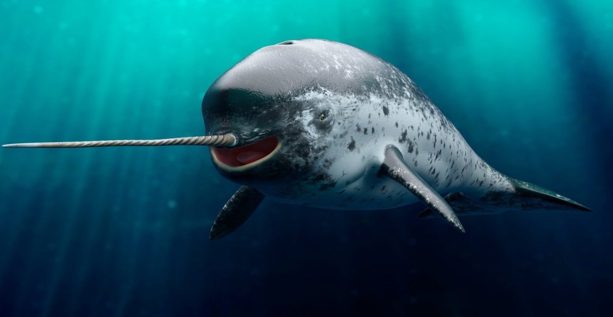 Кит нарвал фото