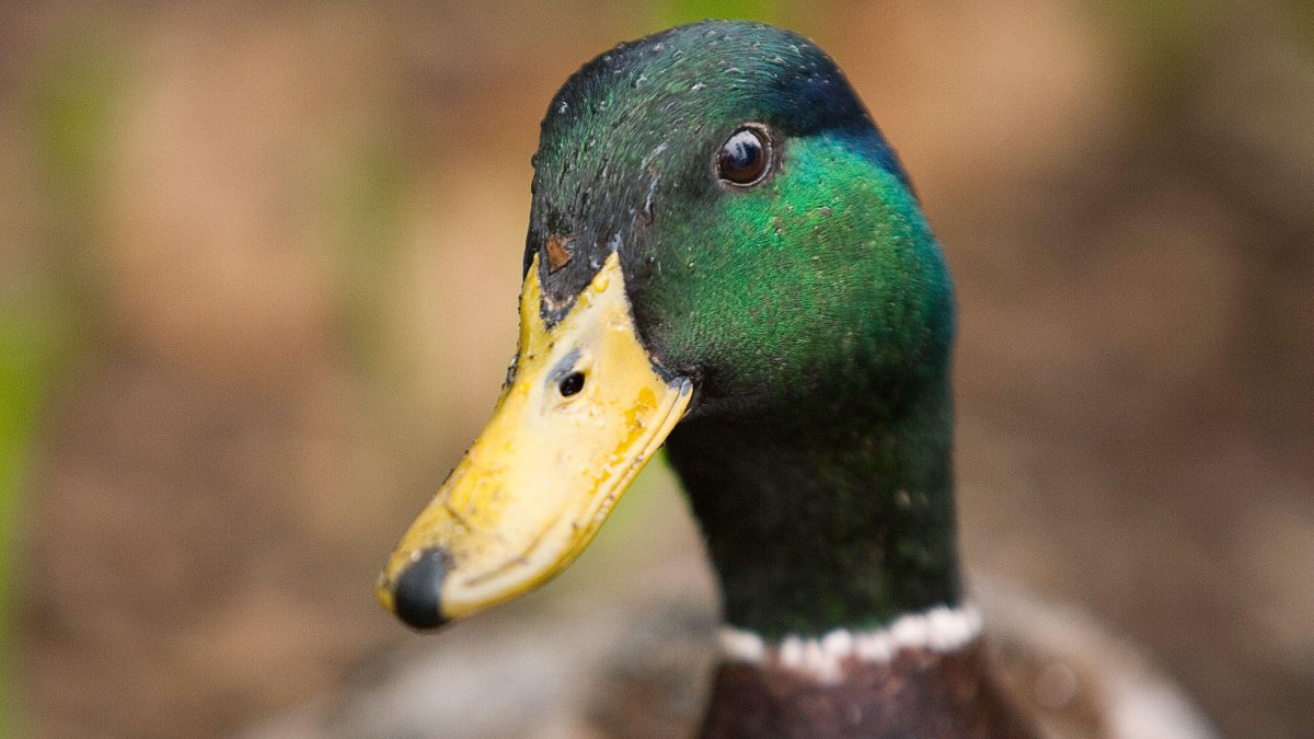 Утка кряква клюв