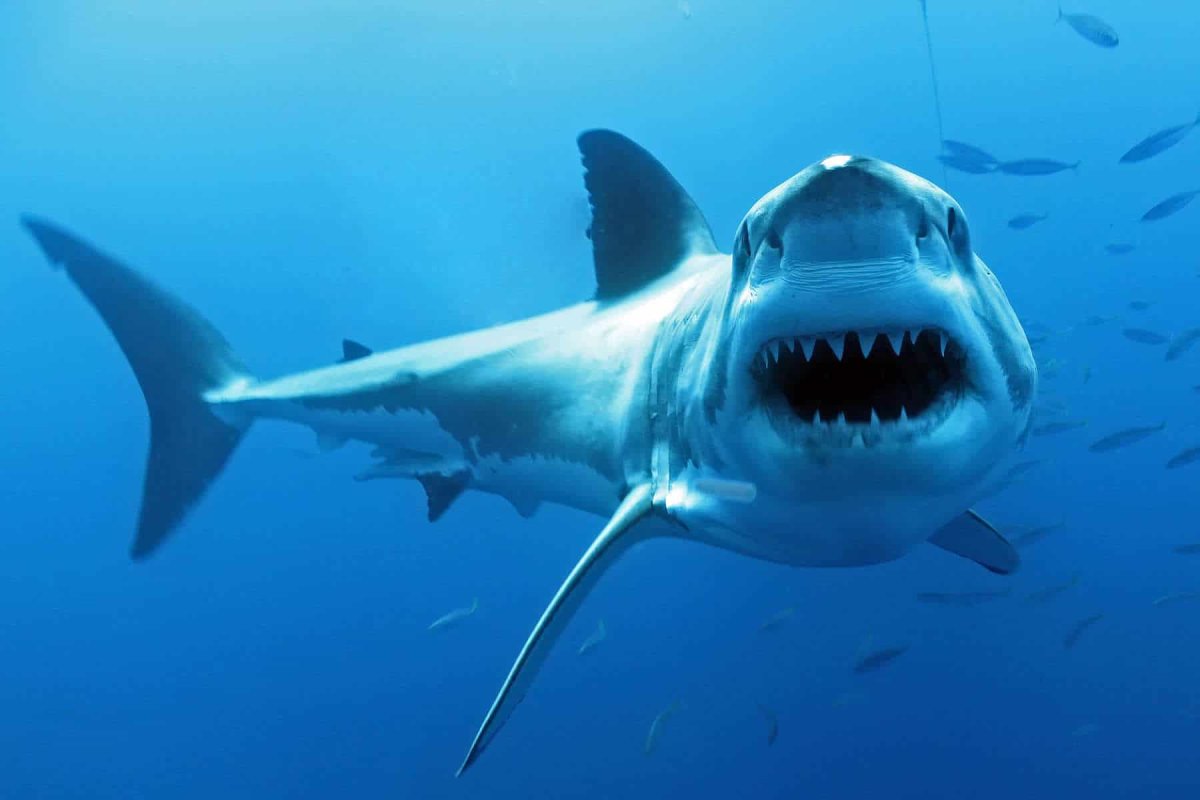 Белая акула