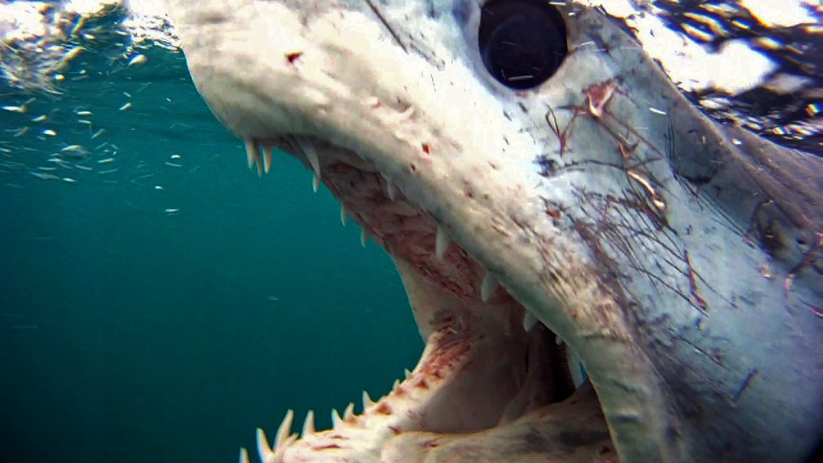 Губастая рыба