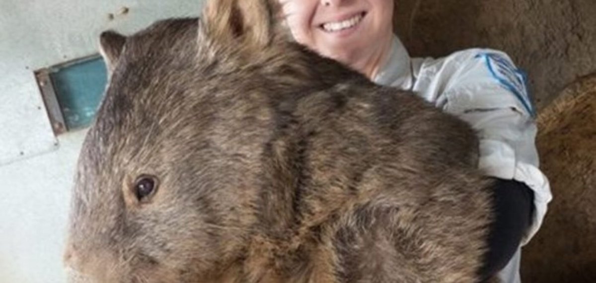 Гигантский хомяк