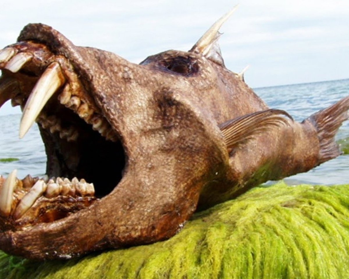 Арапайма рыба