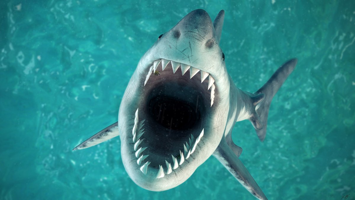 Акула вид сверху