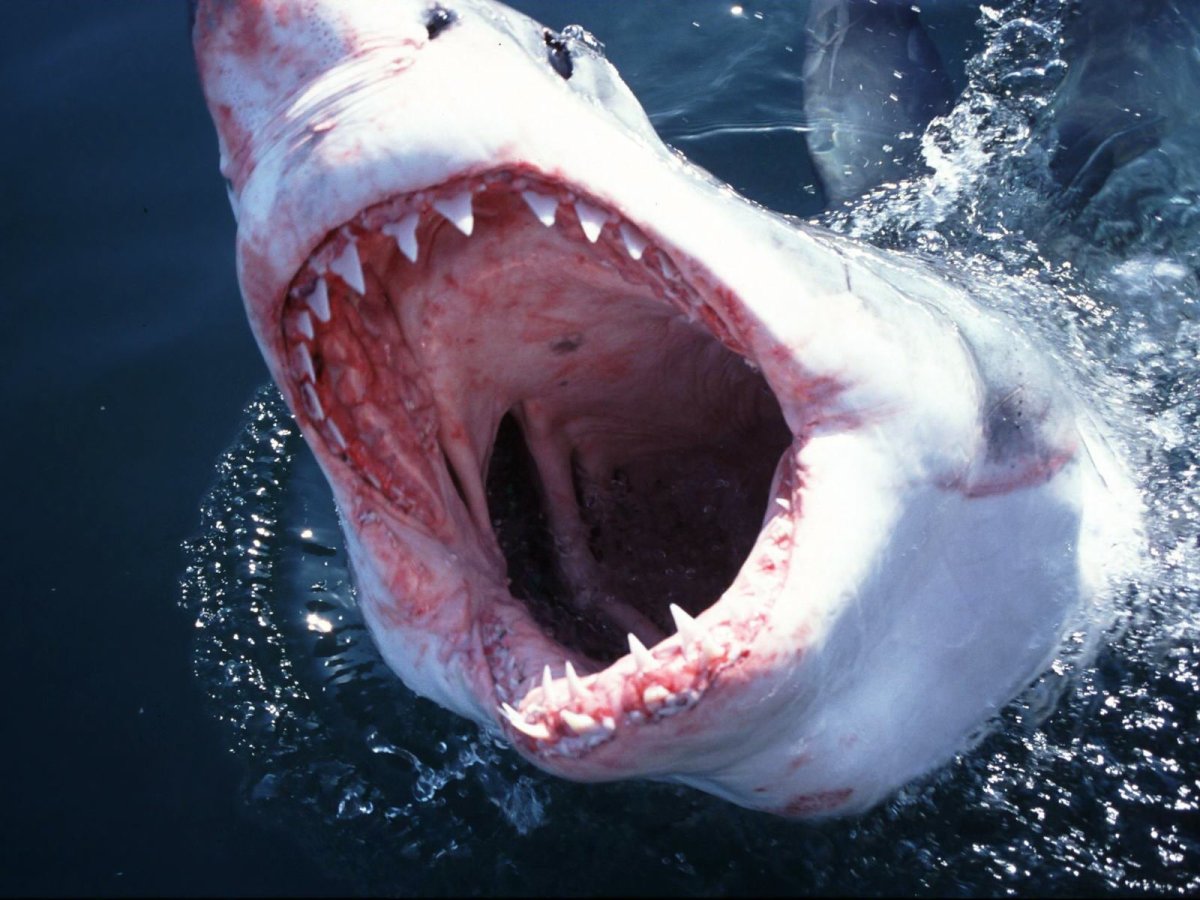 Баскинг Шарк акула