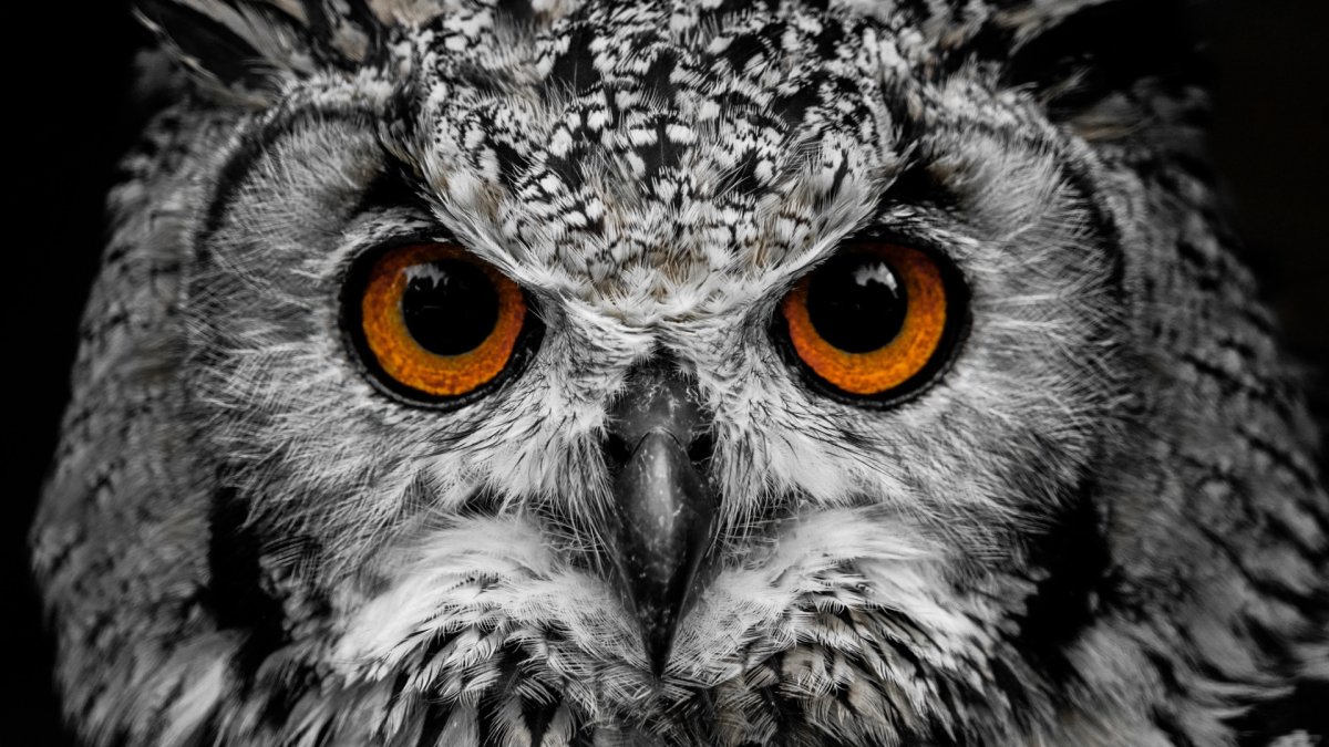 Сова глазастая