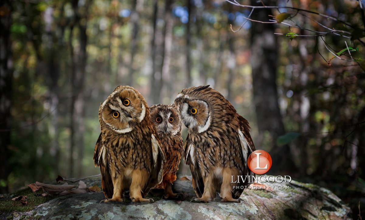 Совы Тито Альба