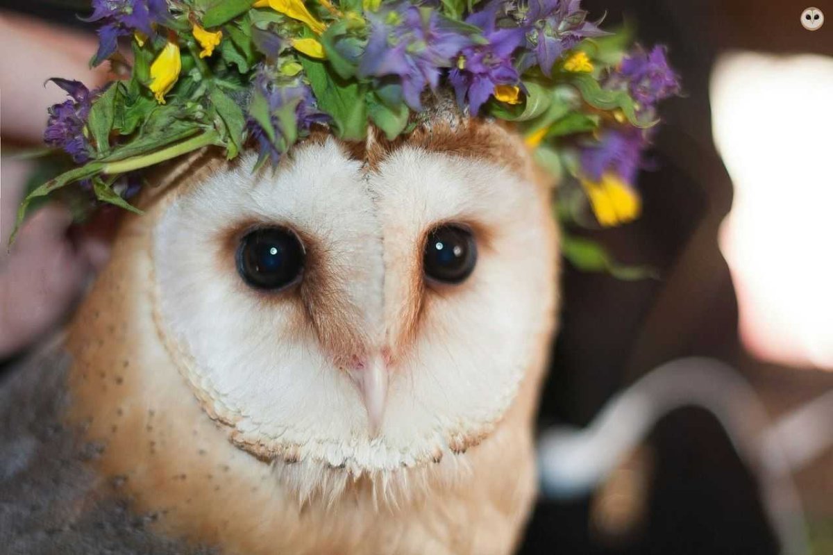 Сипухи кушает