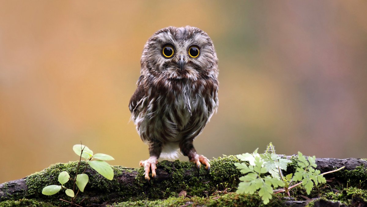 Самая маленькая Сова в мире