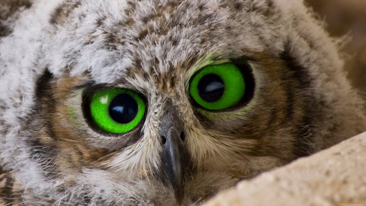 Сыч Сова Рона