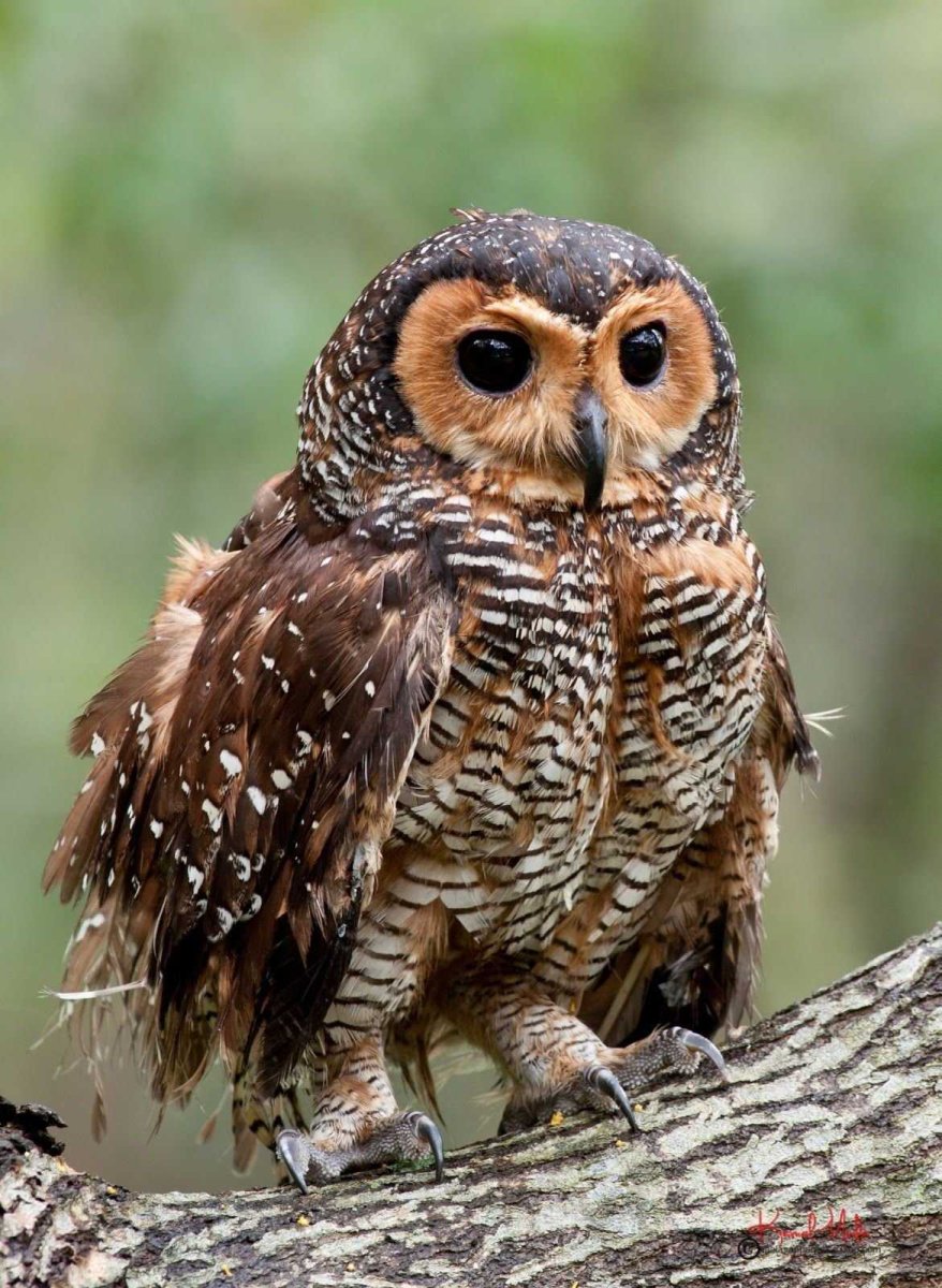 Совообразные Филин