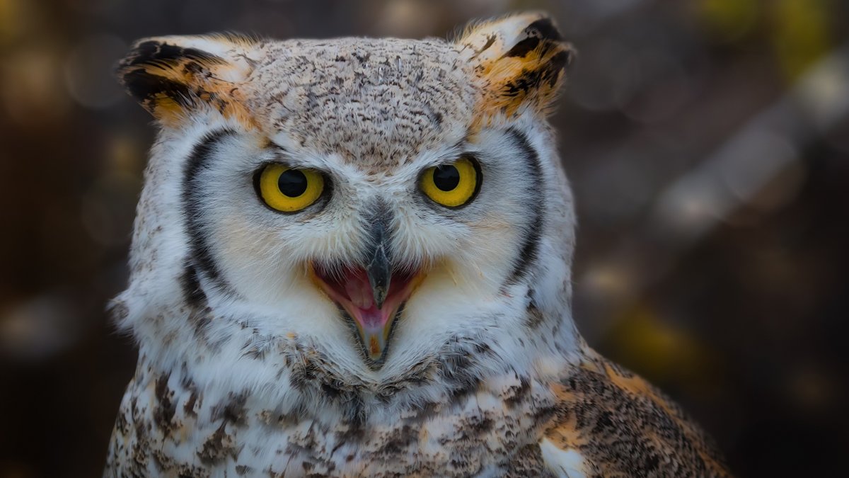 Совообразные Филин