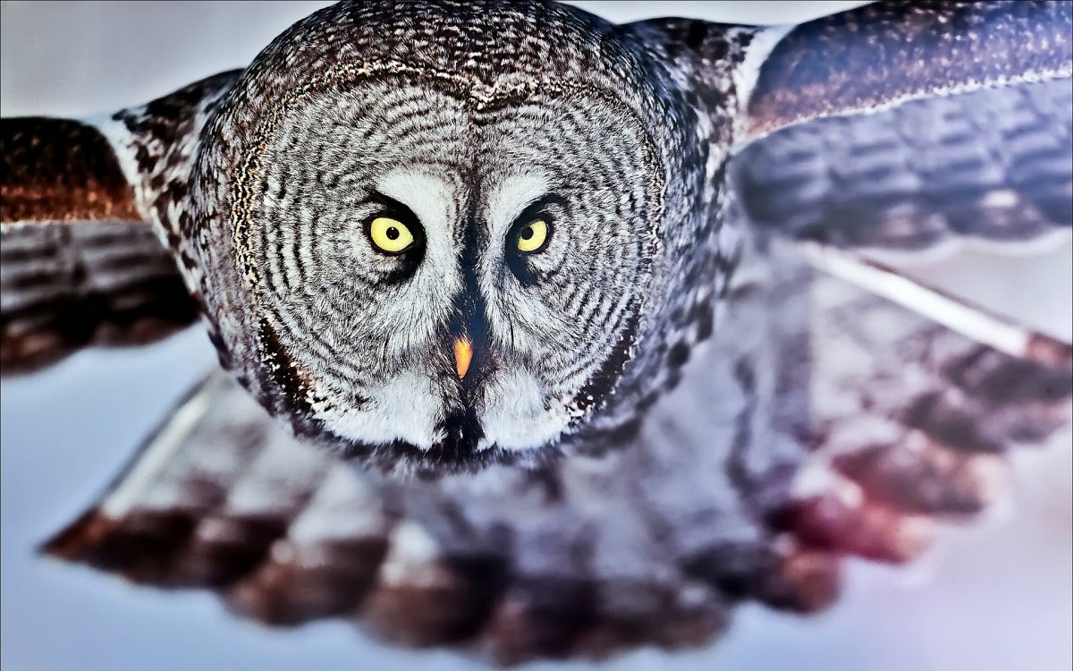 Полярная Сова птица