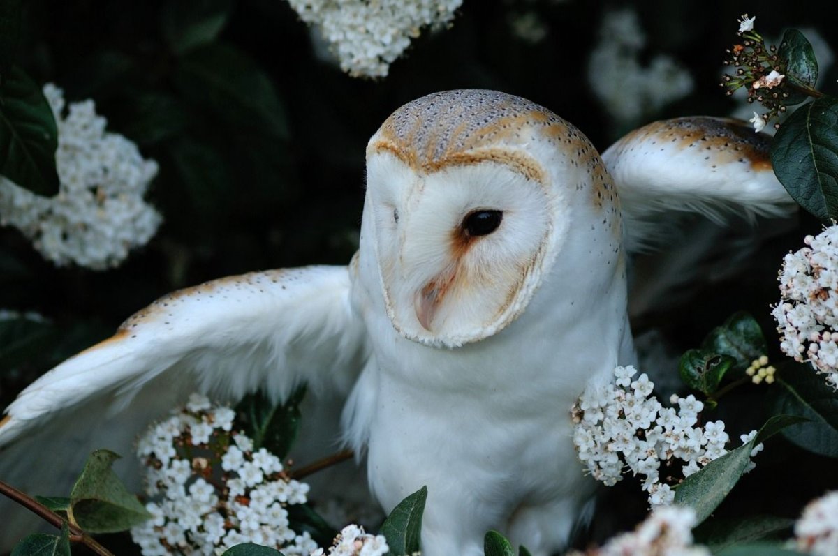 Сова сипуха белая