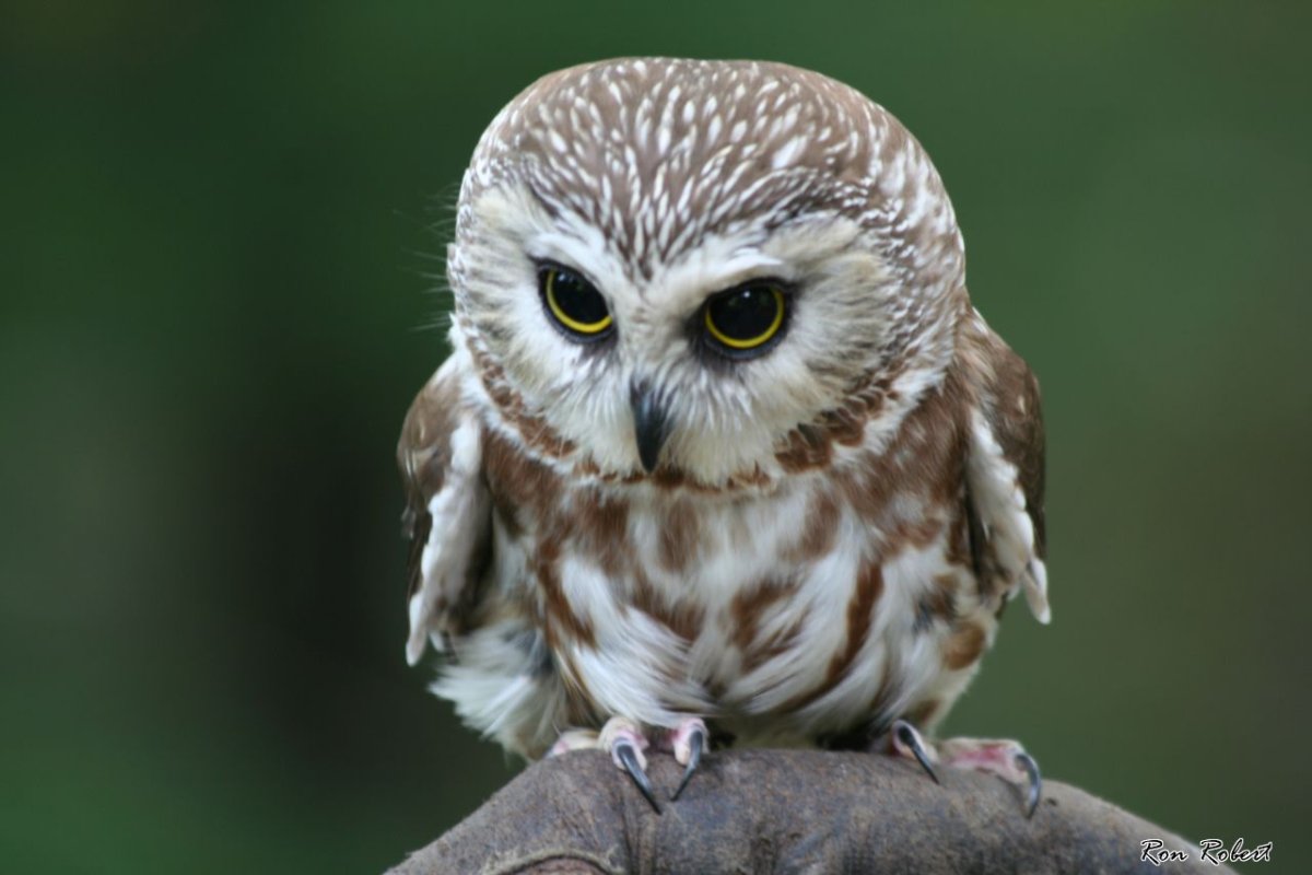 Филин Сыч сипуха