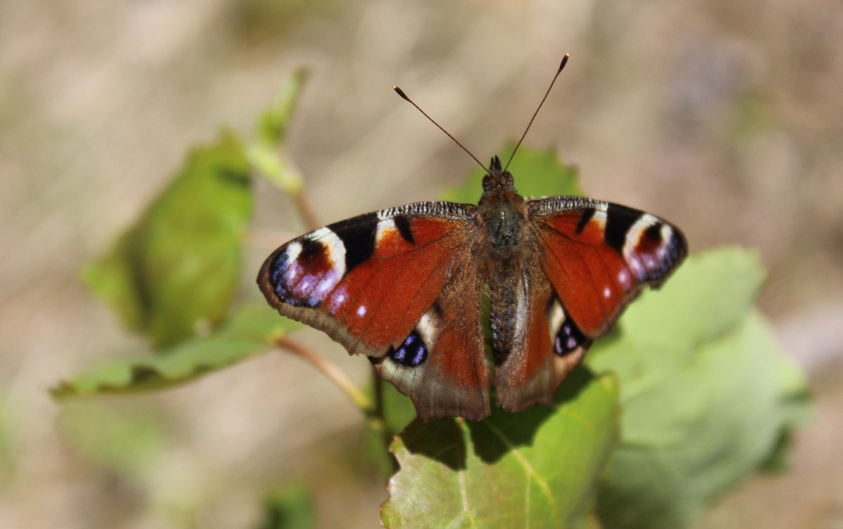 Бабочки вологодской области