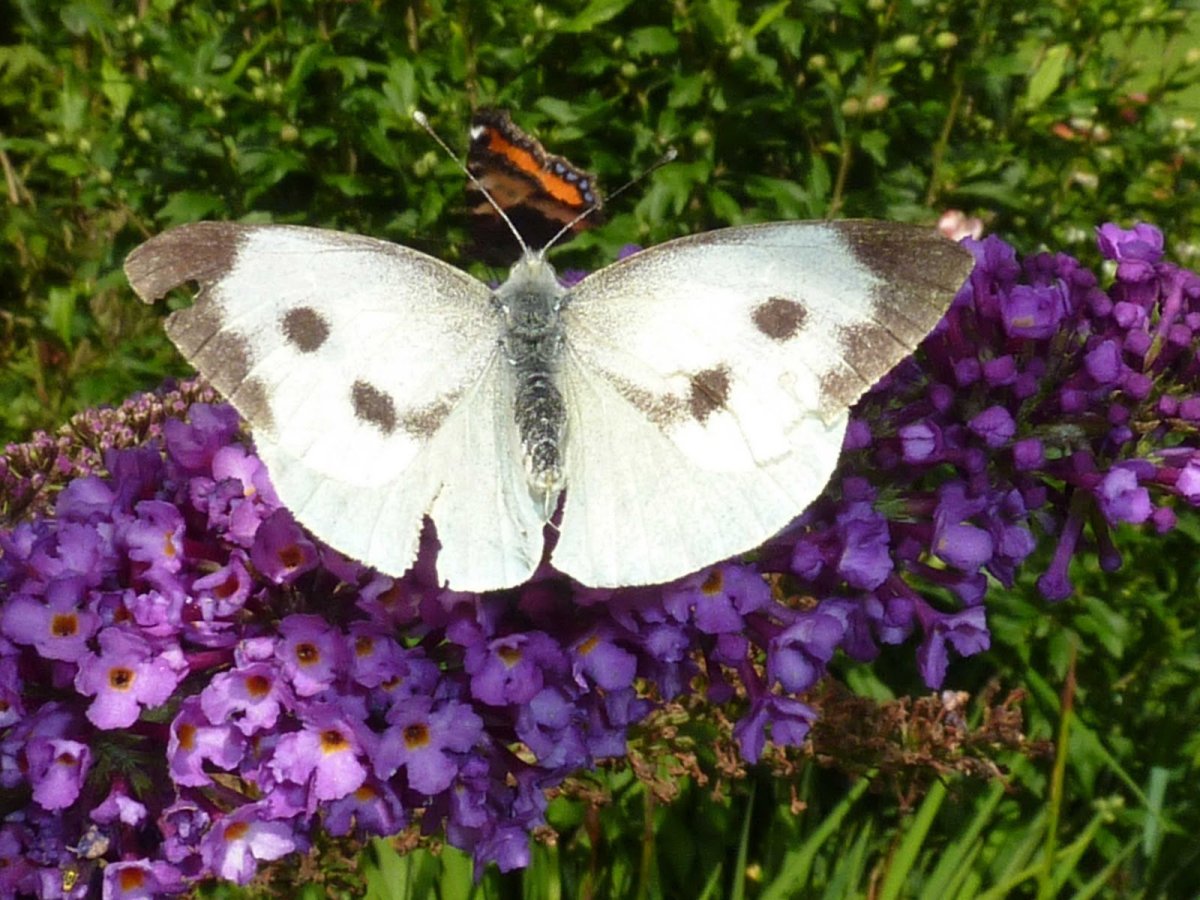 Бабочки Воронежского заповедника