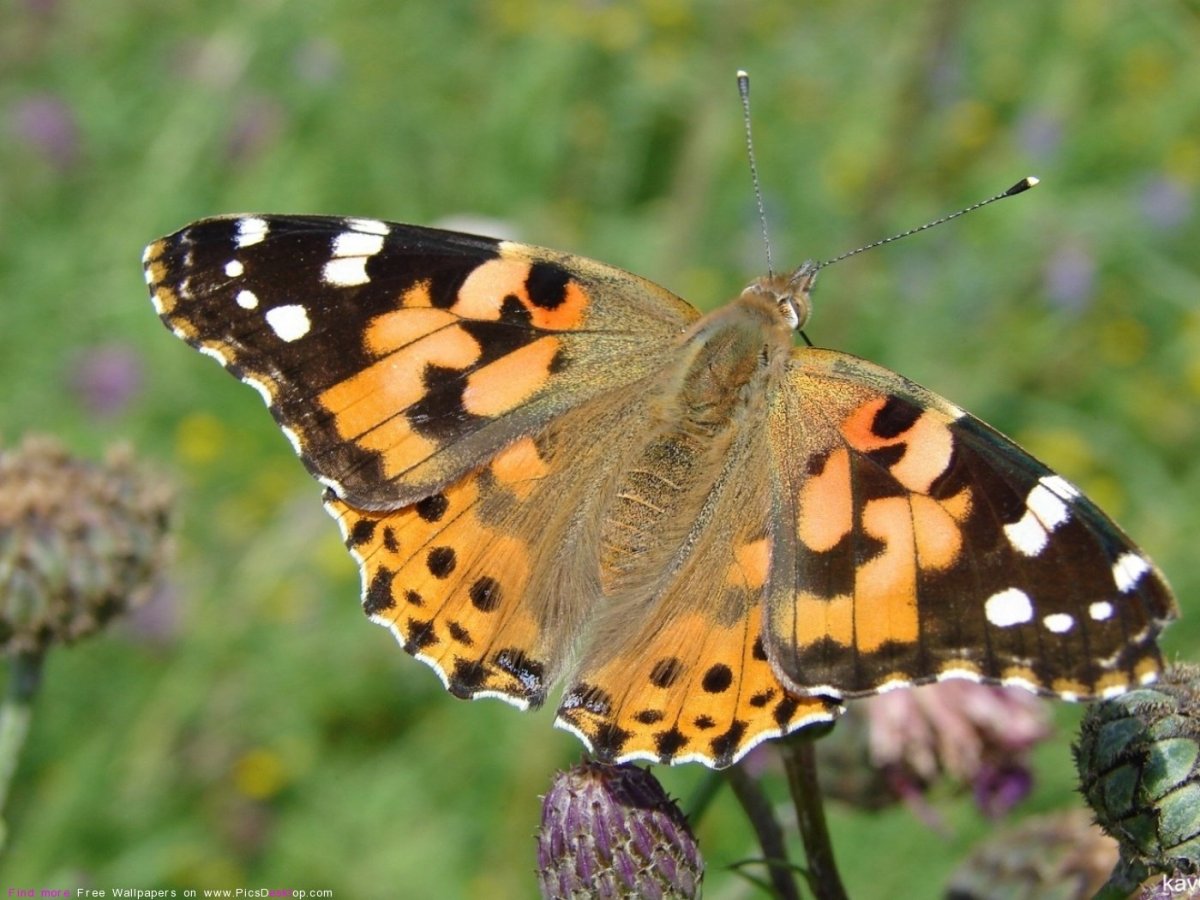 Бабочка Переливница