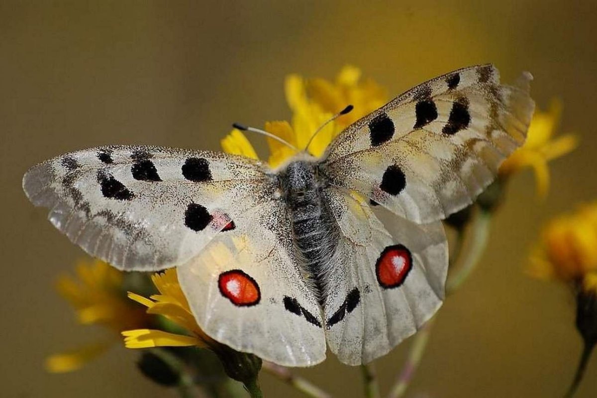 Дневные бабочки Подмосковья