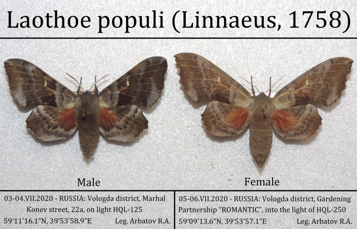 Аполлон феб бабочка