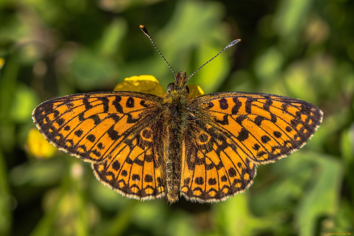 Бабочки средней полосы России