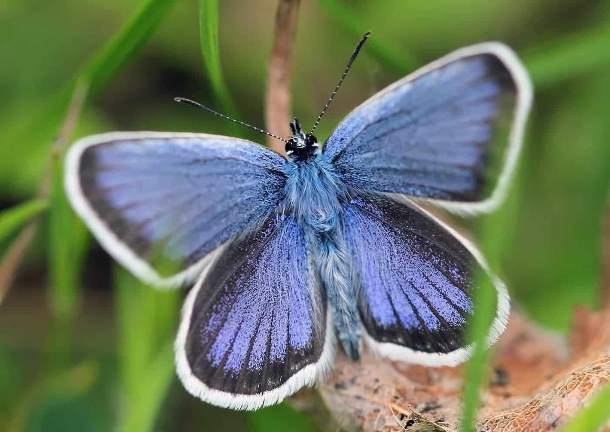 Аполлон обыкновенный (Parnassius Apollo, Linnaeus, 1758)