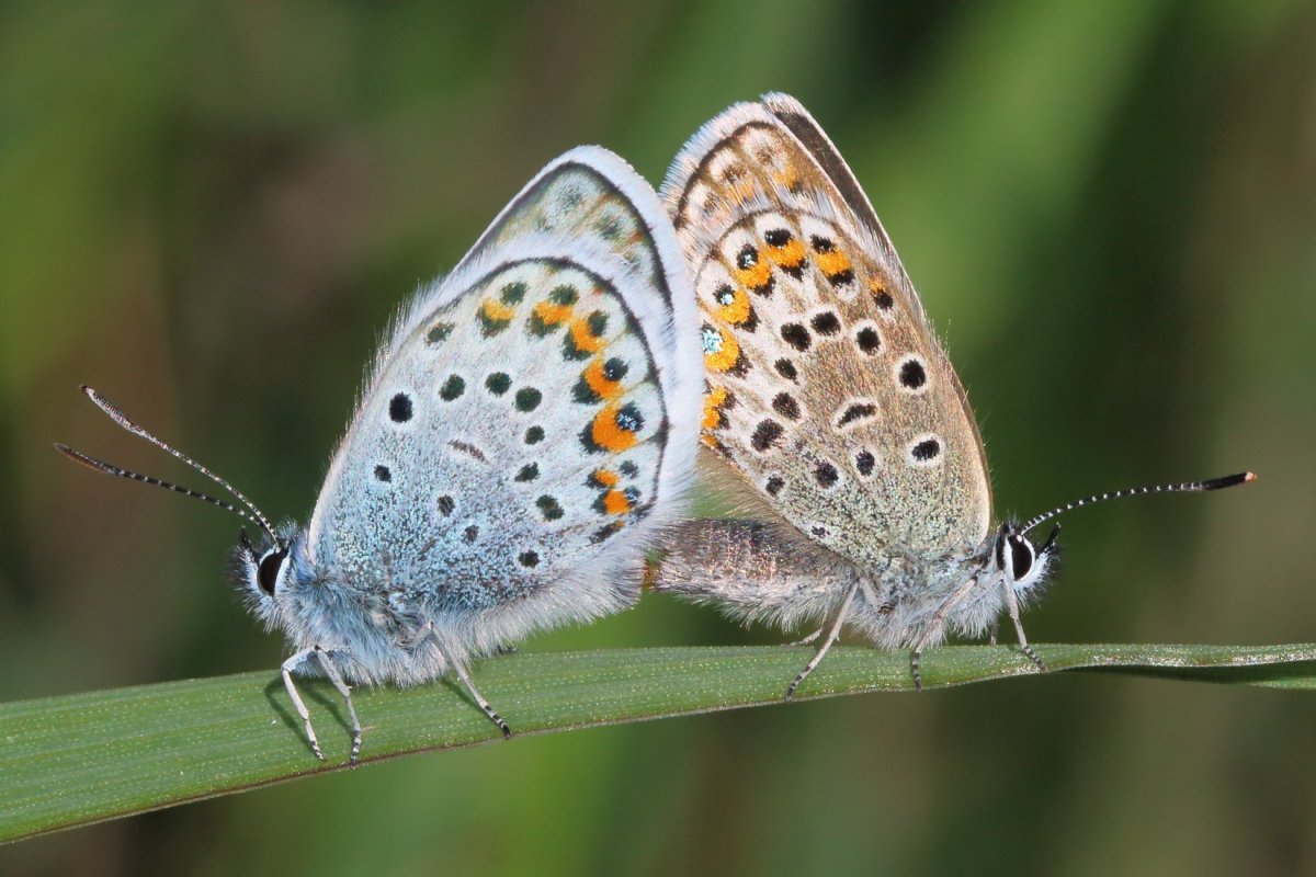 Голубянка Филипьева