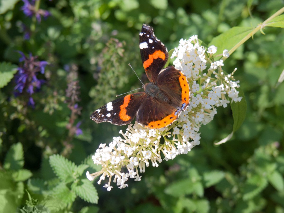 Махаон Перламутровка