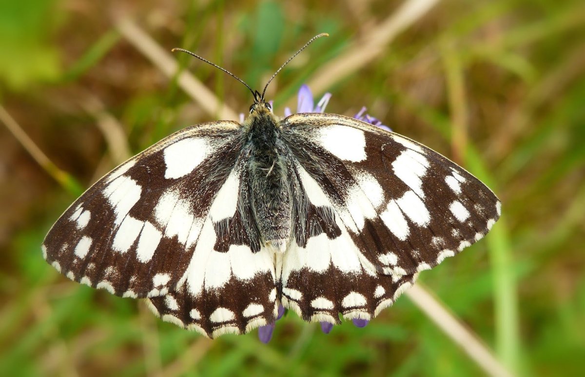 Аполлон обыкновенный (Parnassius Apollo)