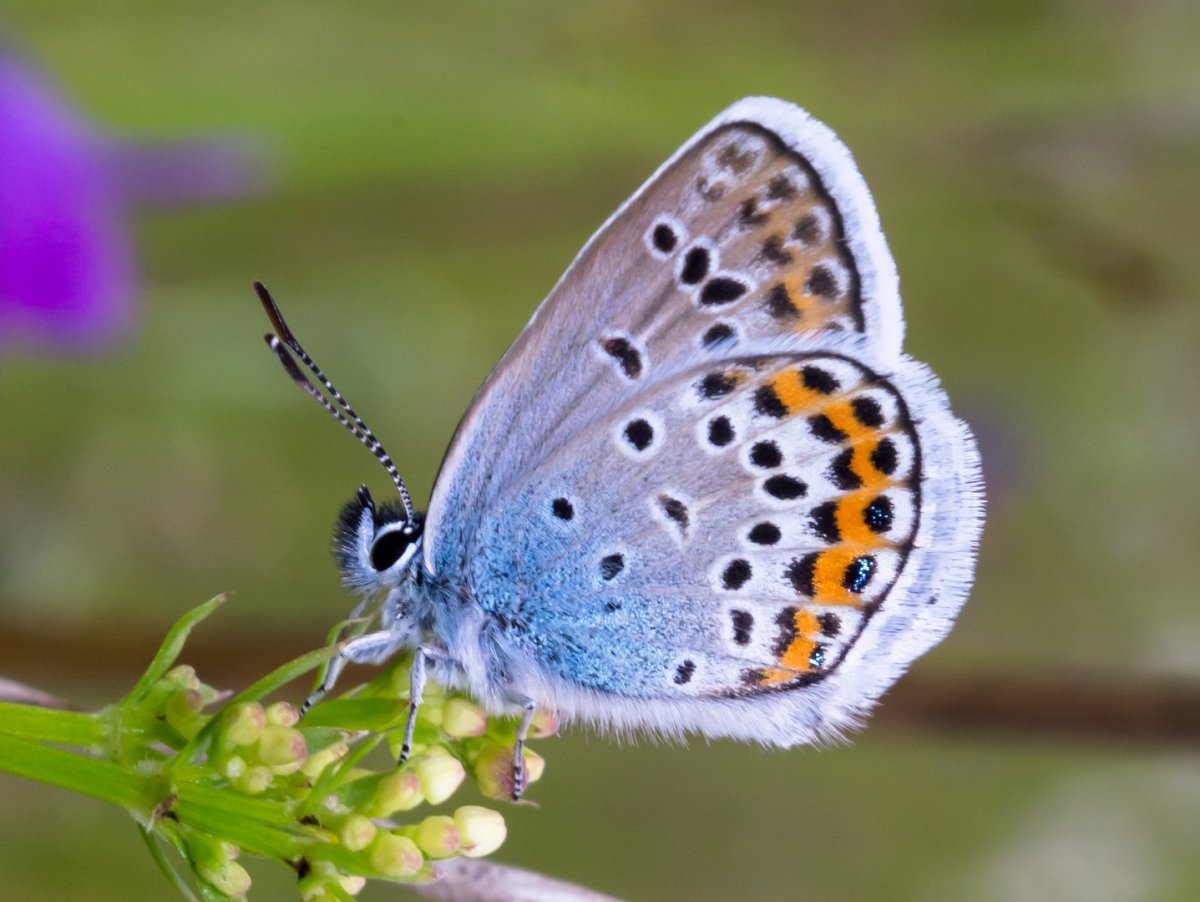 Голубянка мелеагр