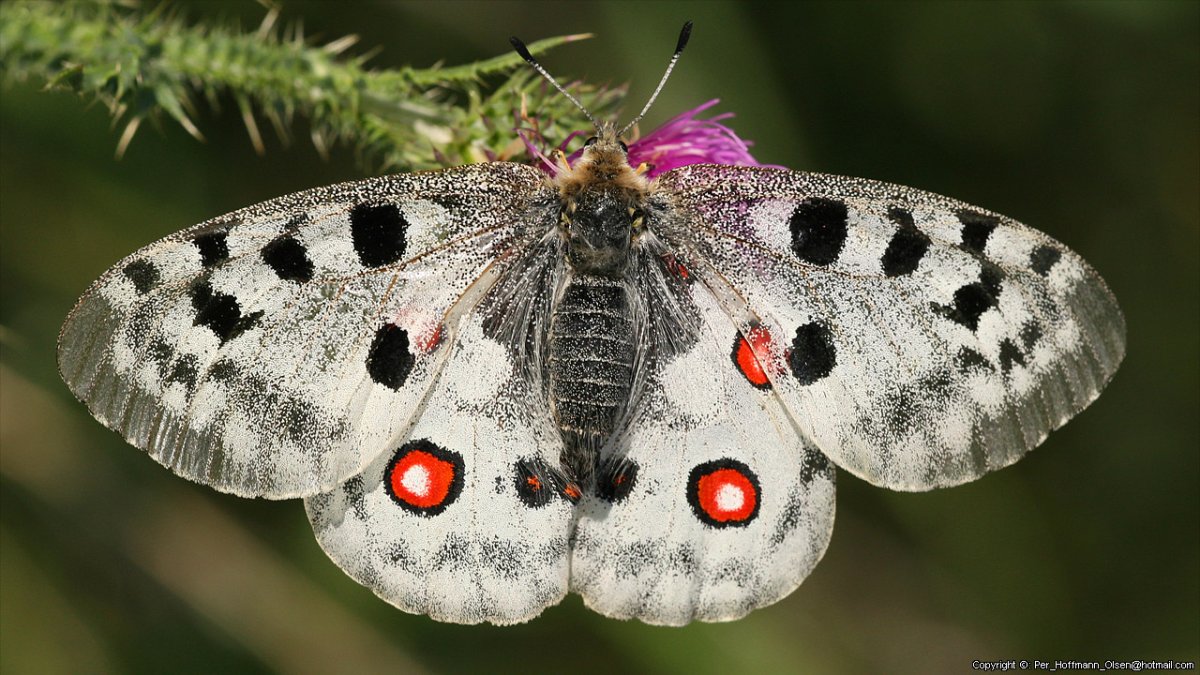 Бабочка Аполлон Махаон Адмирал