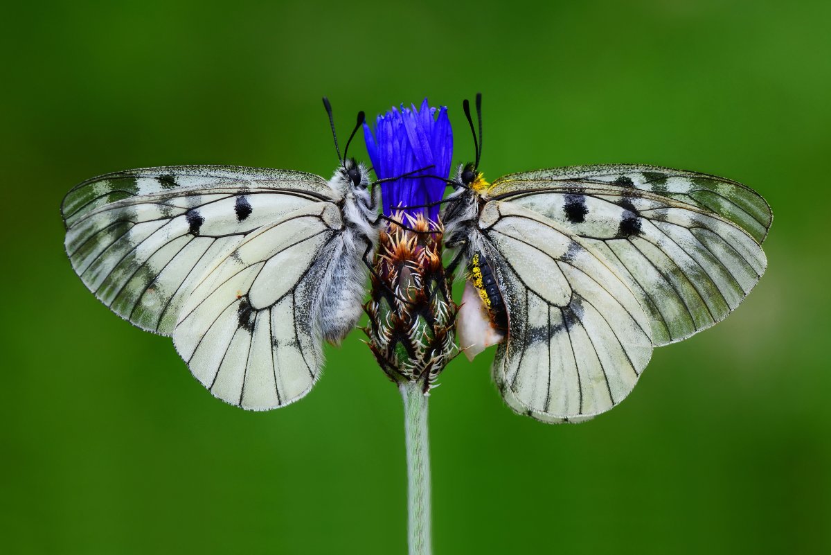 Аполлон (Parnassius Apollo)