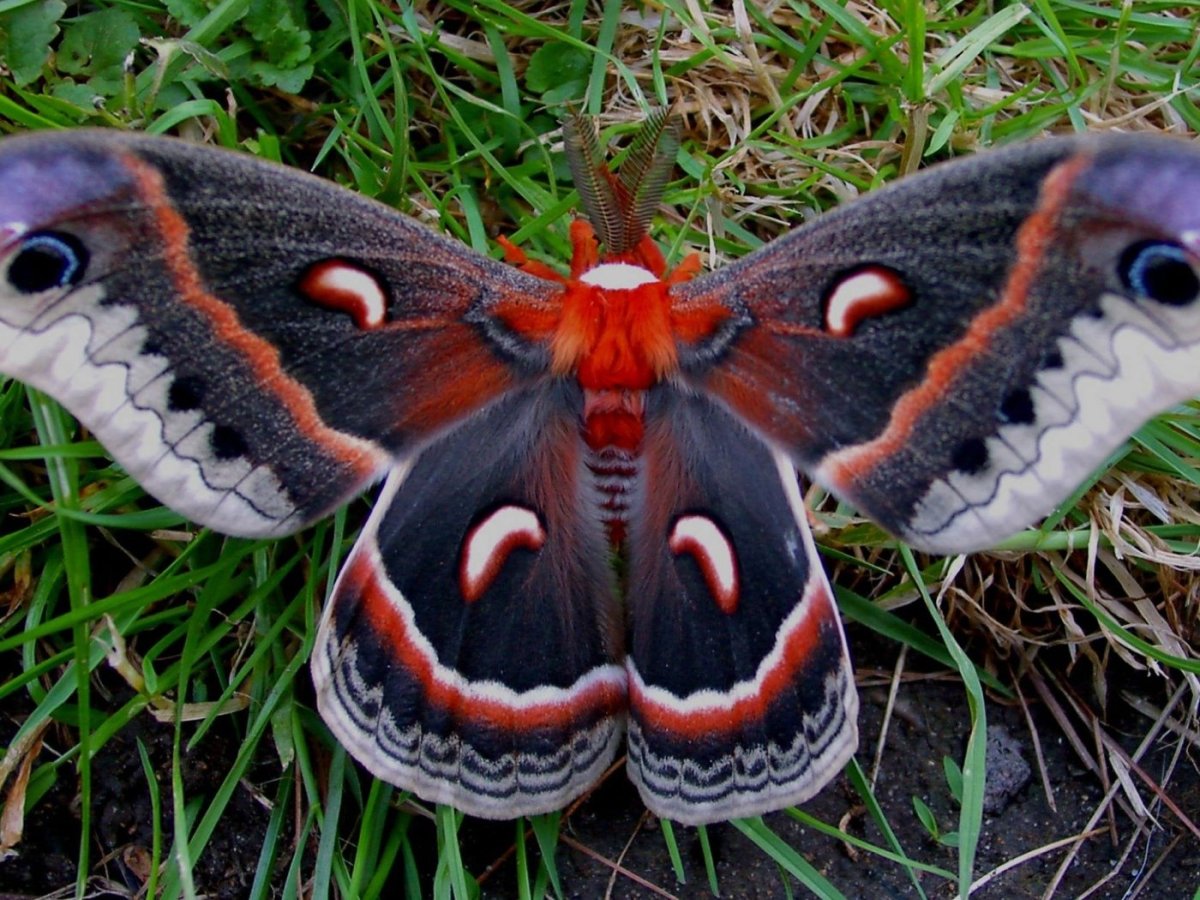 Аполлон обыкновенный бабочка