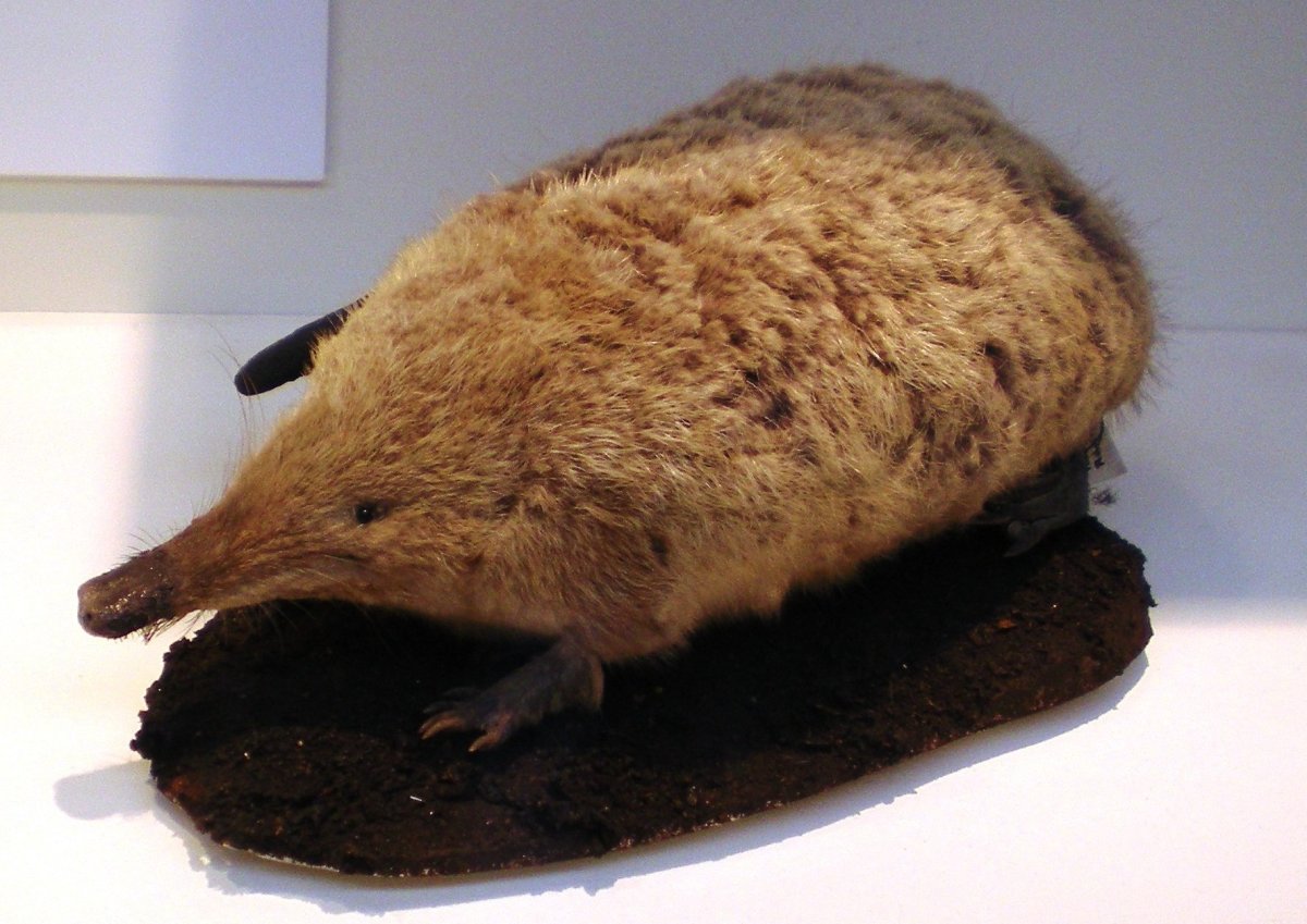 Русская выхухоль