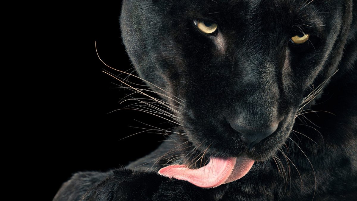 Пантера на темном фоне