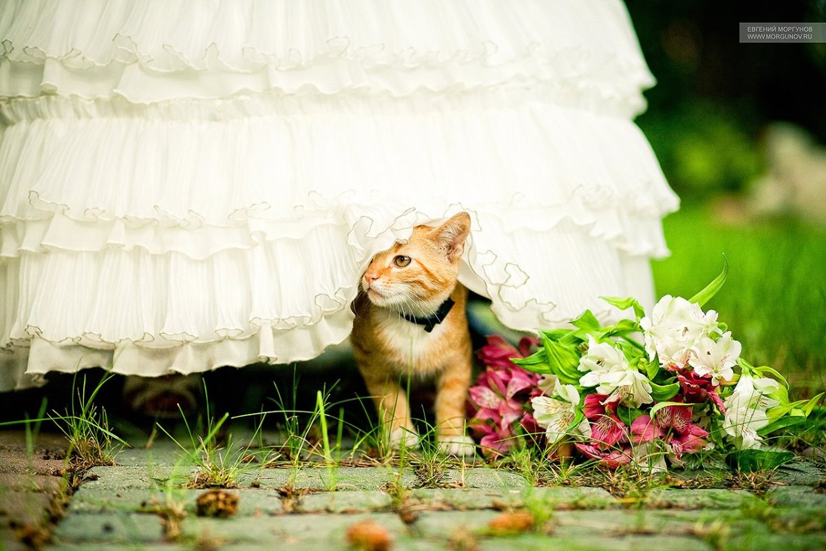 Кот и кошка свадьба