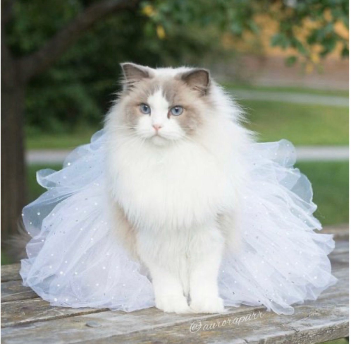 Рэгдолл кошка принцесса Аврора