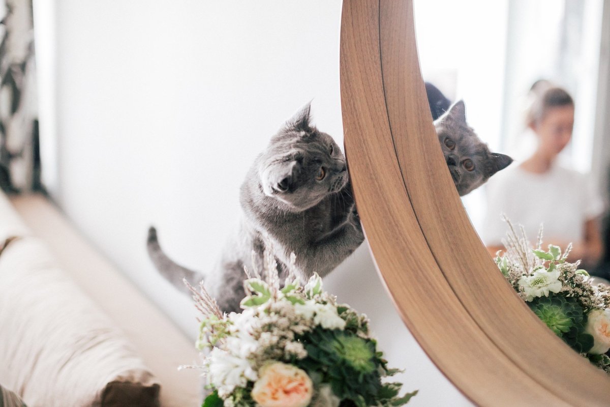 Кошка Фейт Лондонская