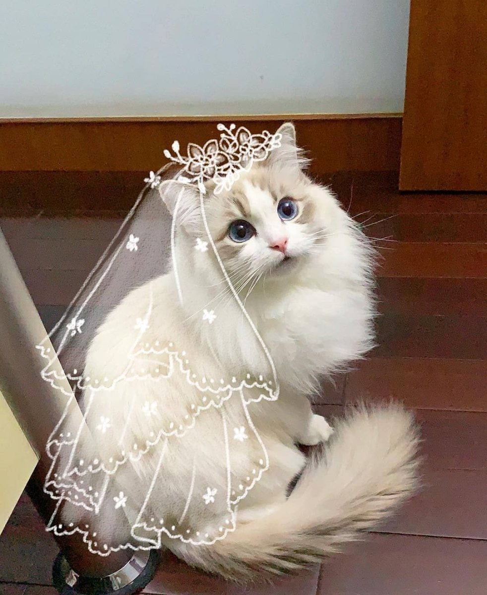 Котенок с фатой