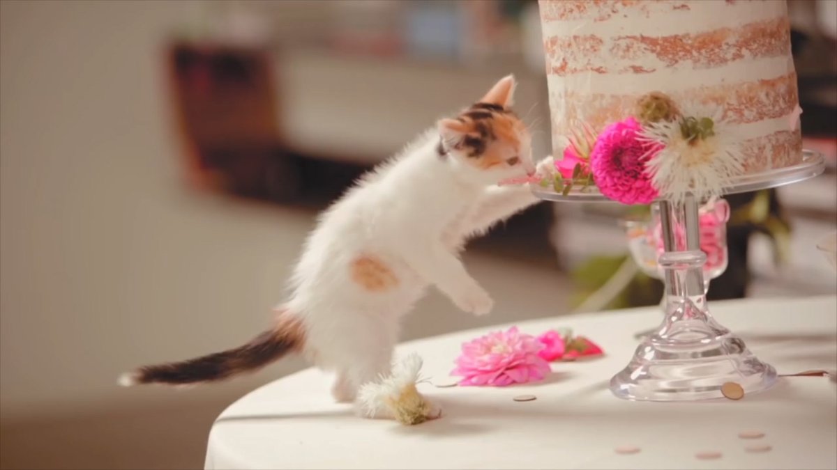 Свадьба кошечка умывается