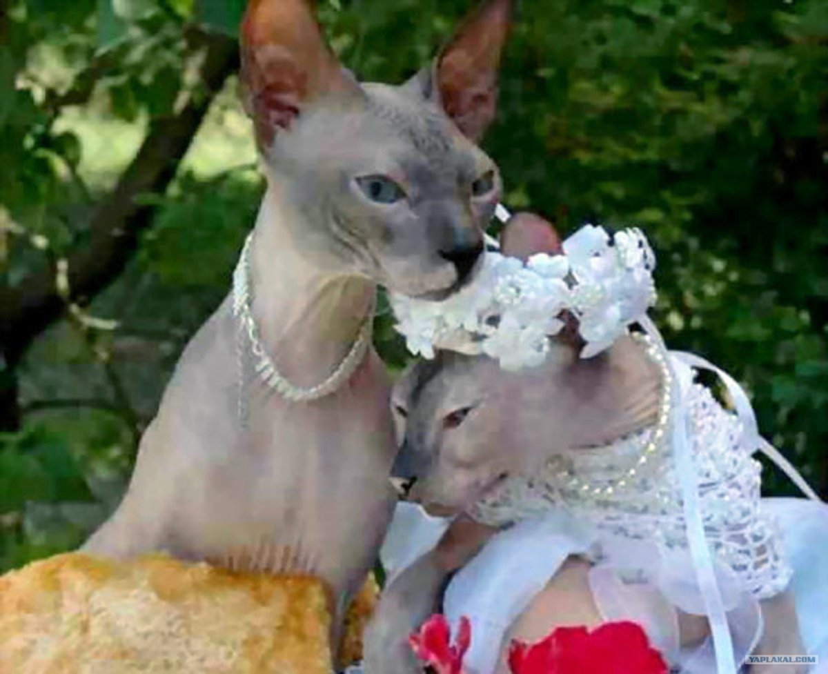 Свадьба кошек